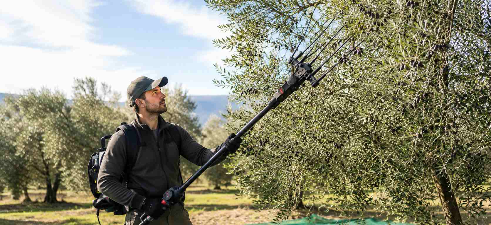Vareador eléctrico Brumi para la recolección de aceitunas